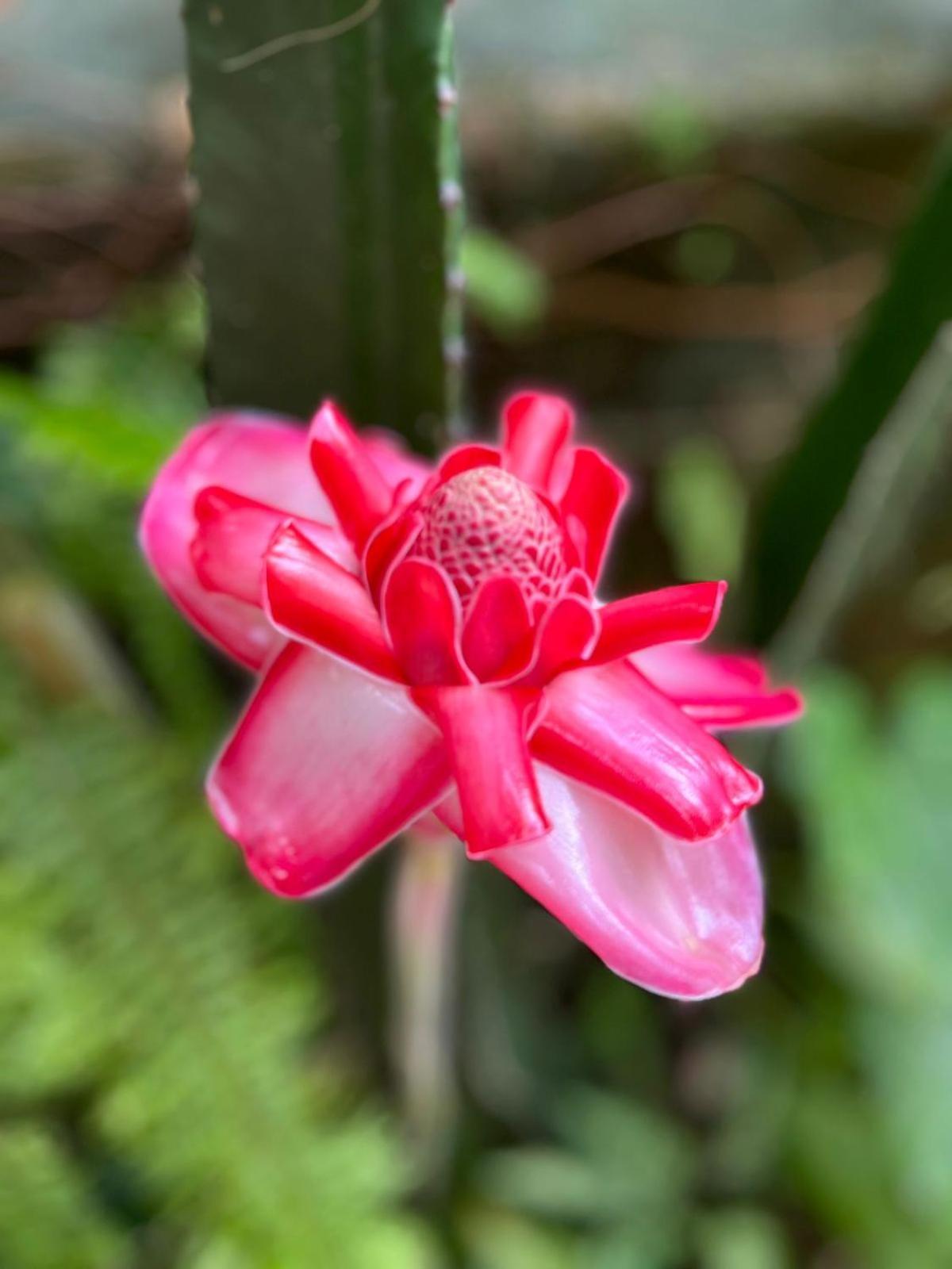 Recanto Toca Das Plantas De Ilhabela I Zewnętrze zdjęcie