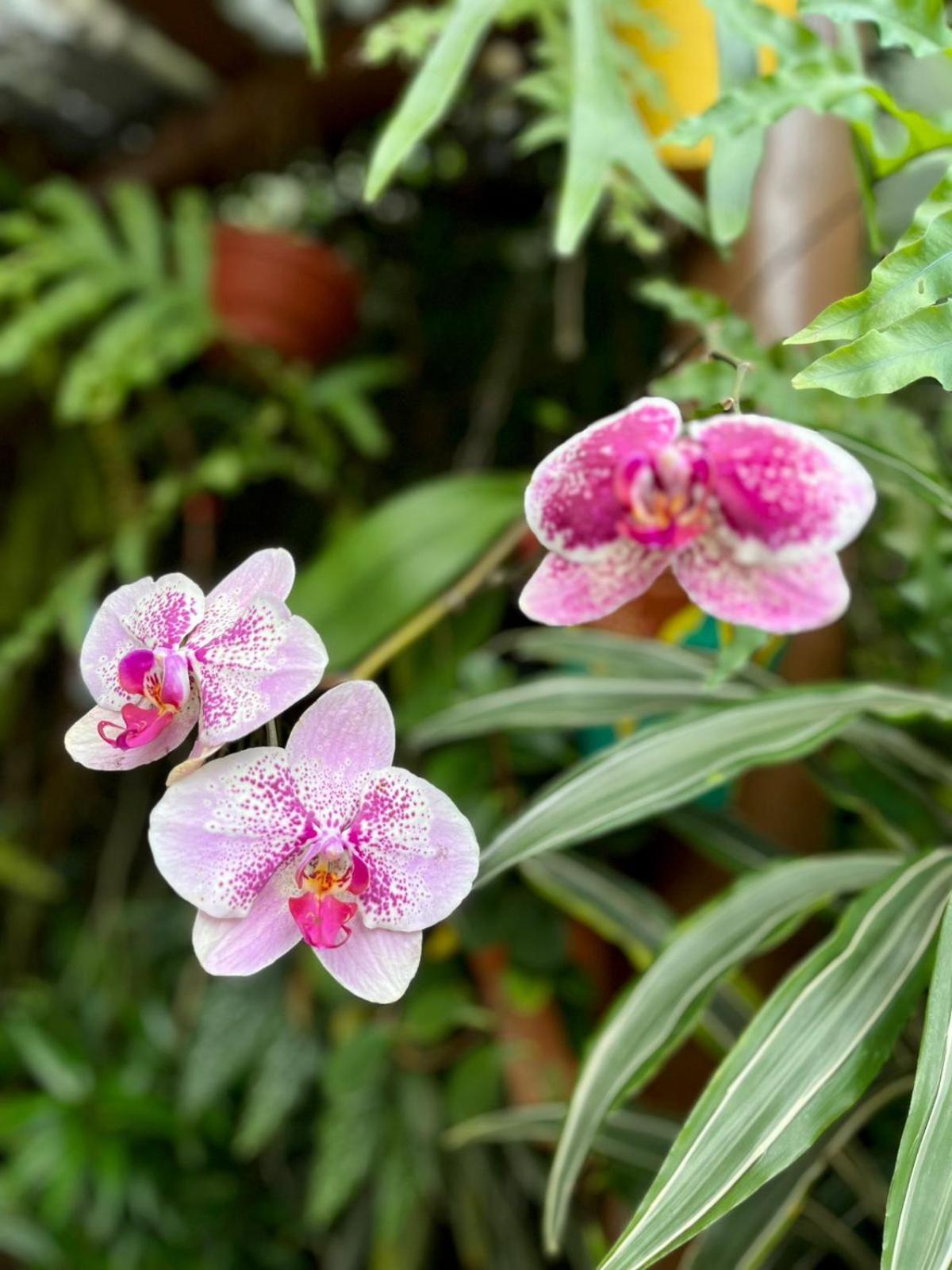 Recanto Toca Das Plantas De Ilhabela I Zewnętrze zdjęcie