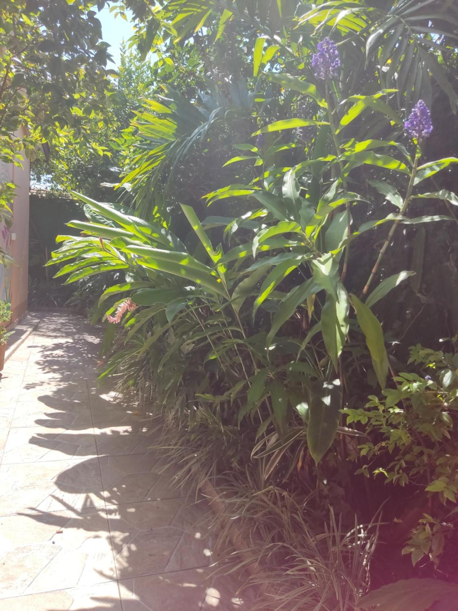 Recanto Toca Das Plantas De Ilhabela I Pokój zdjęcie