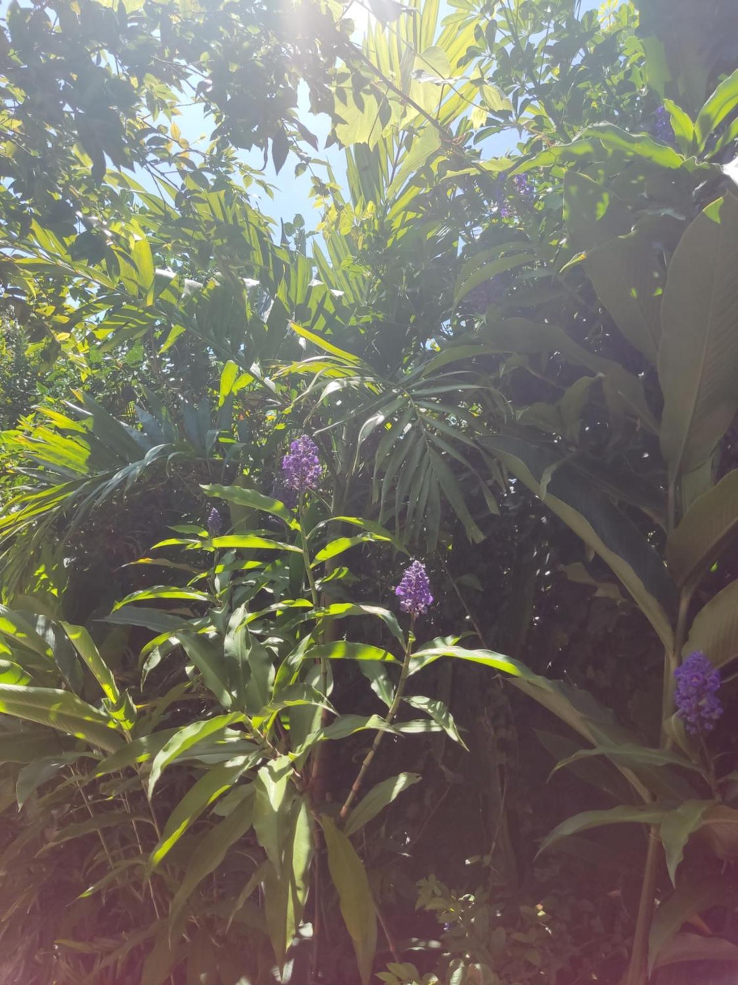 Recanto Toca Das Plantas De Ilhabela I Pokój zdjęcie
