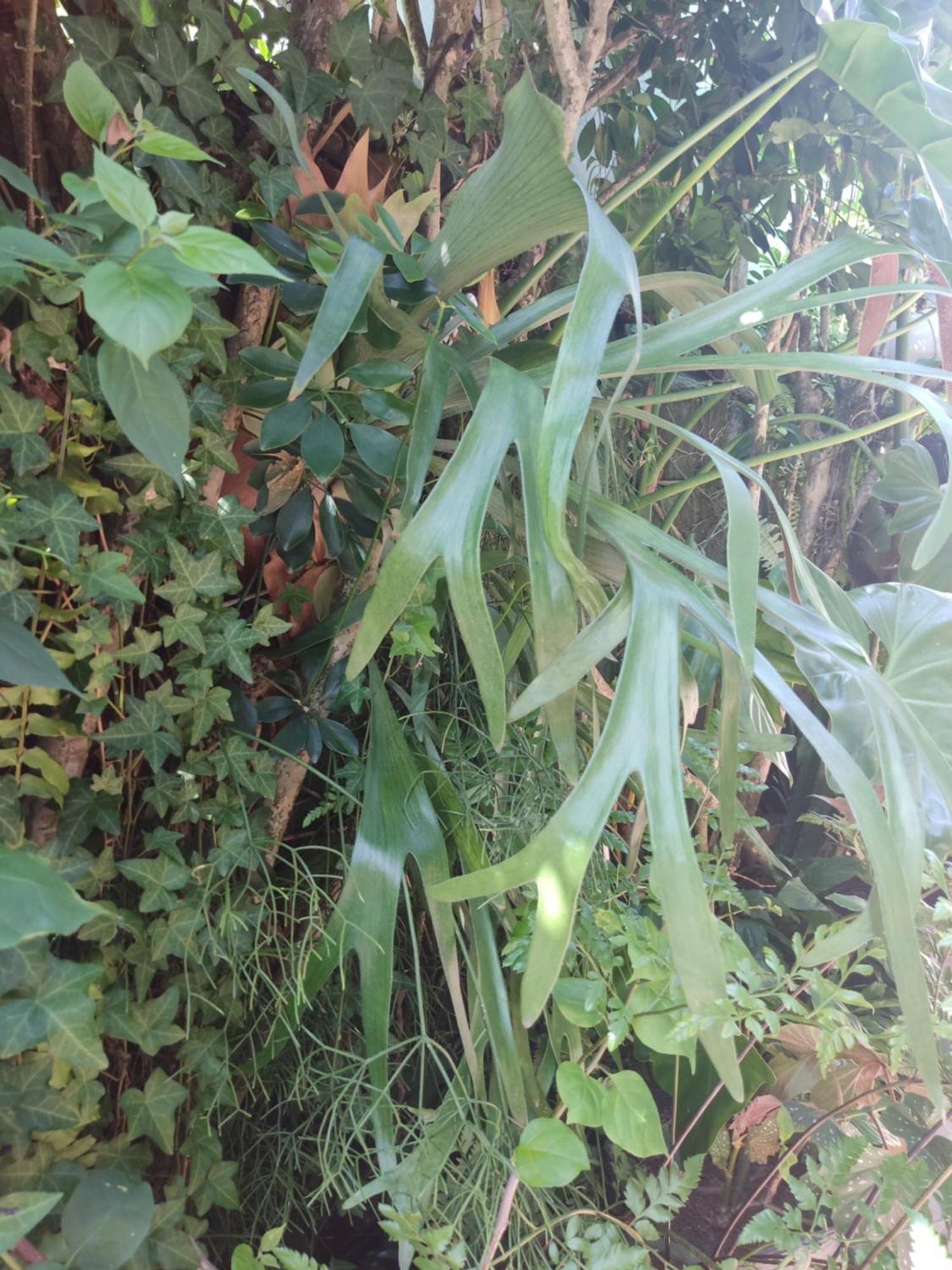 Recanto Toca Das Plantas De Ilhabela I Pokój zdjęcie